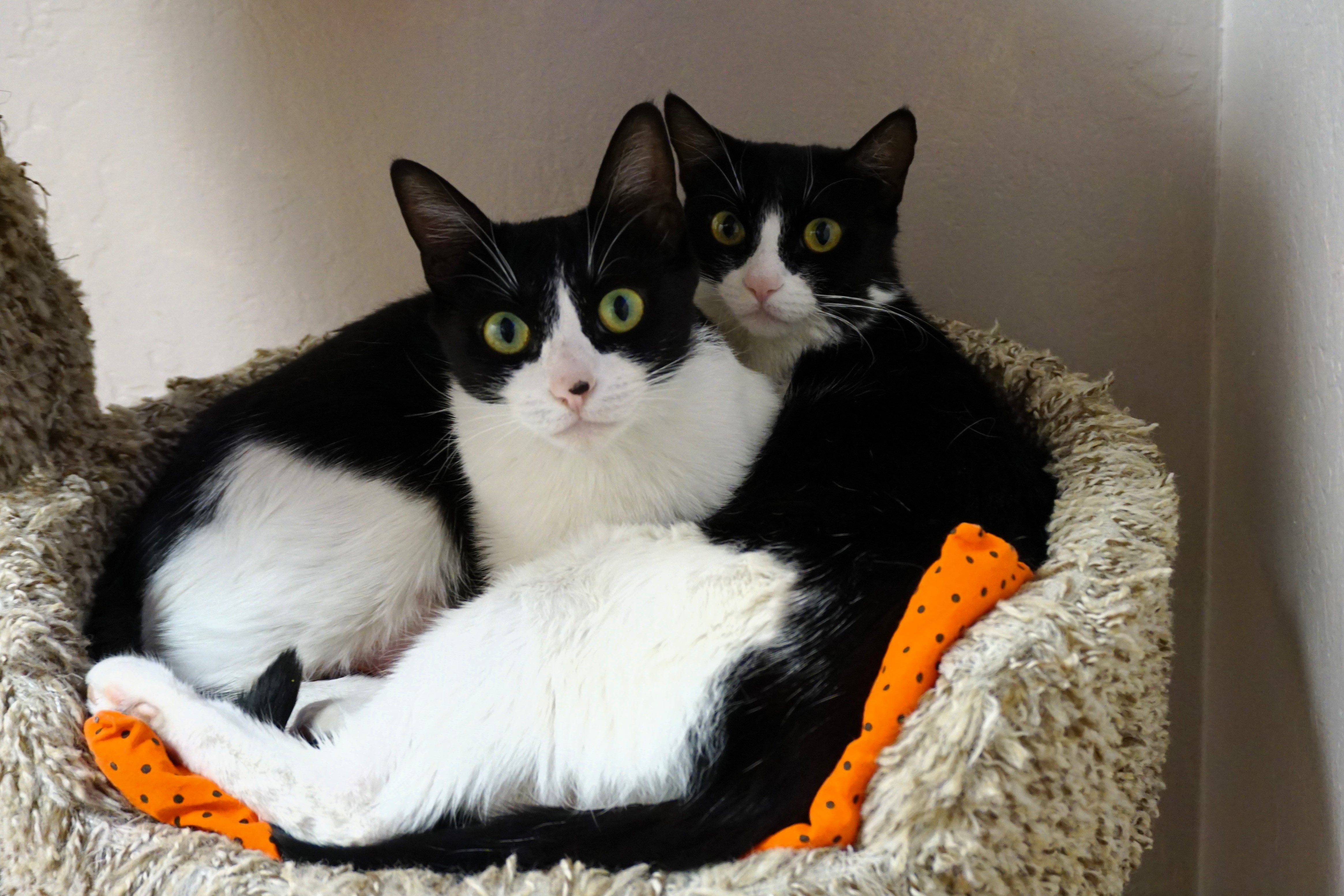 Sola, an adoptable Domestic Medium Hair in Fountain Hills, AZ, 85268 | Photo Image 4