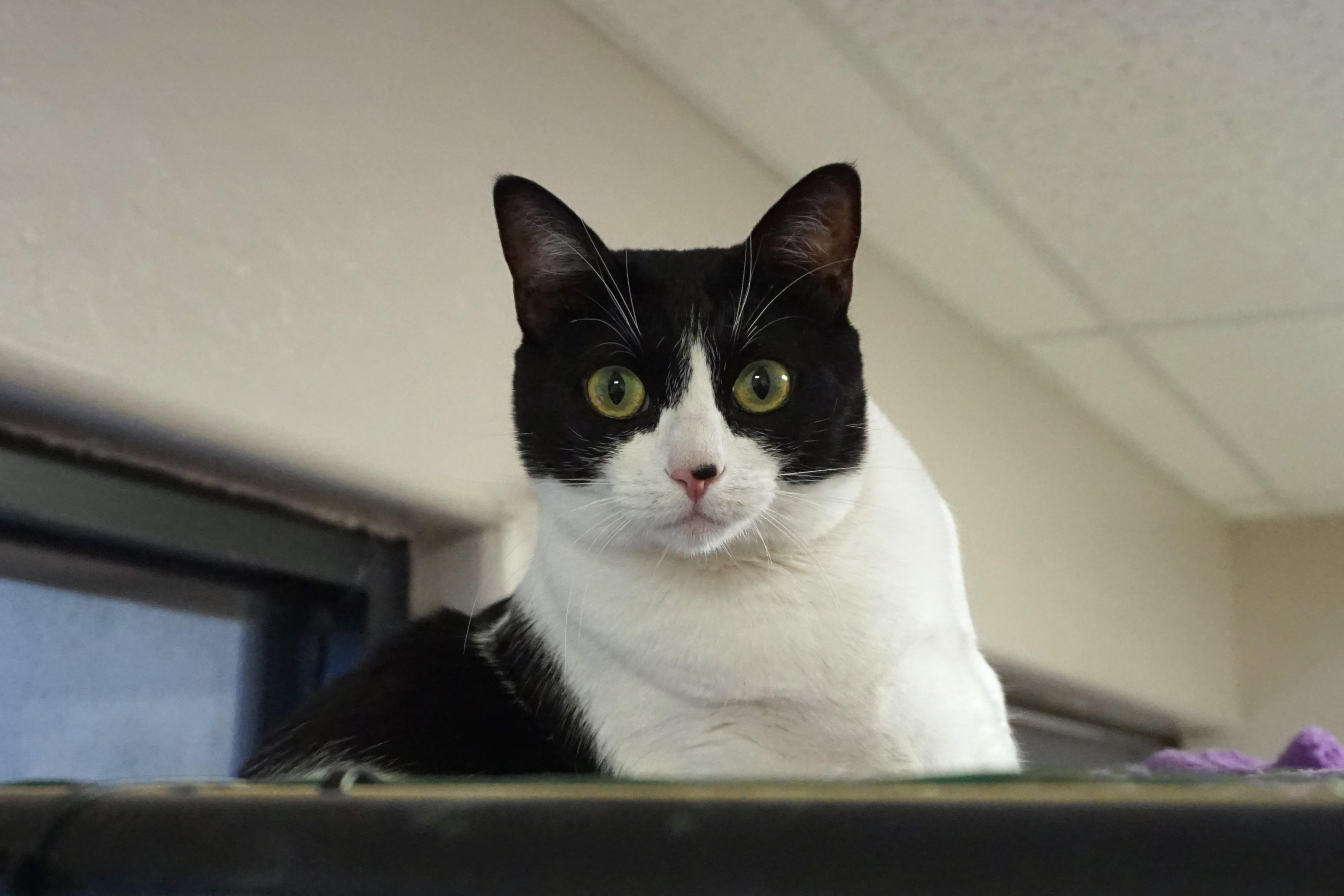 Sola, an adoptable Domestic Medium Hair in Fountain Hills, AZ, 85268 | Photo Image 1