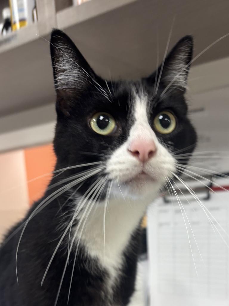 Enlarge Prozac, a Adoptable mixed breed in Greenfield, IN image 1/1