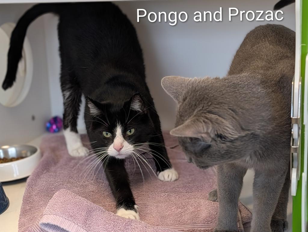 Enlarge Prozac, a Adoptable mixed breed in Greenfield, IN image 2/3