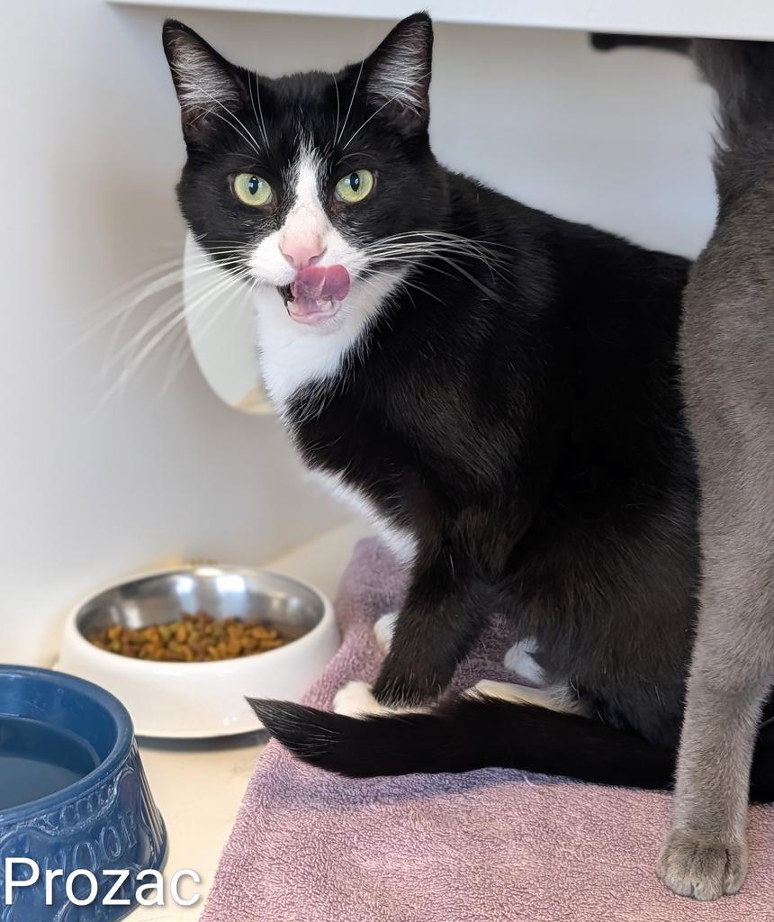 Enlarge Prozac, a Adoptable mixed breed in Greenfield, IN image 3/3