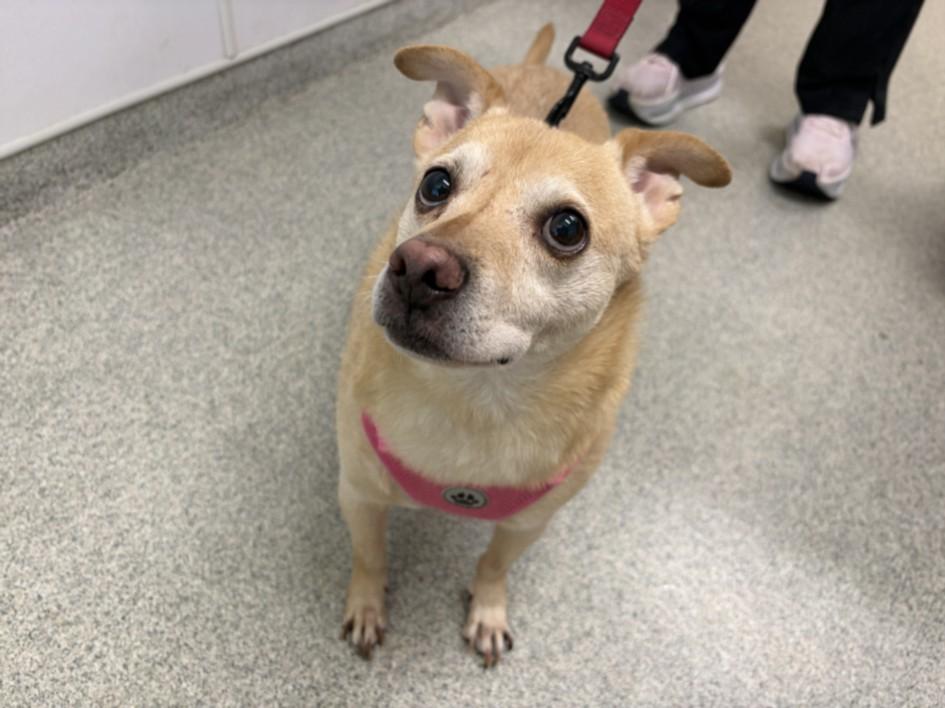 WALTER, Adoptable, Adult Male Chihuahua & Mixed Breed.