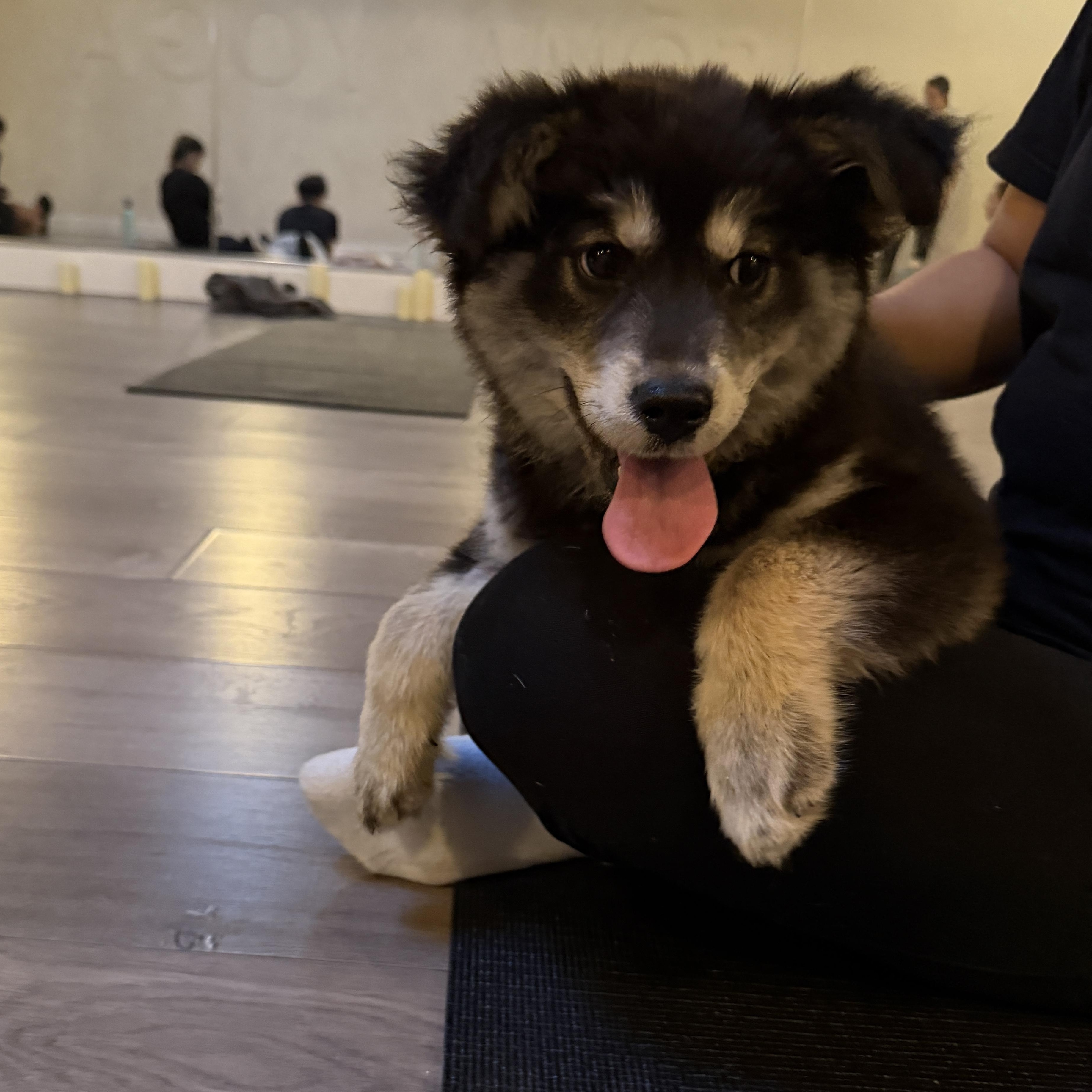 Laela, Adoptable, Puppy Female Alaskan Malamute & Saint Bernard.