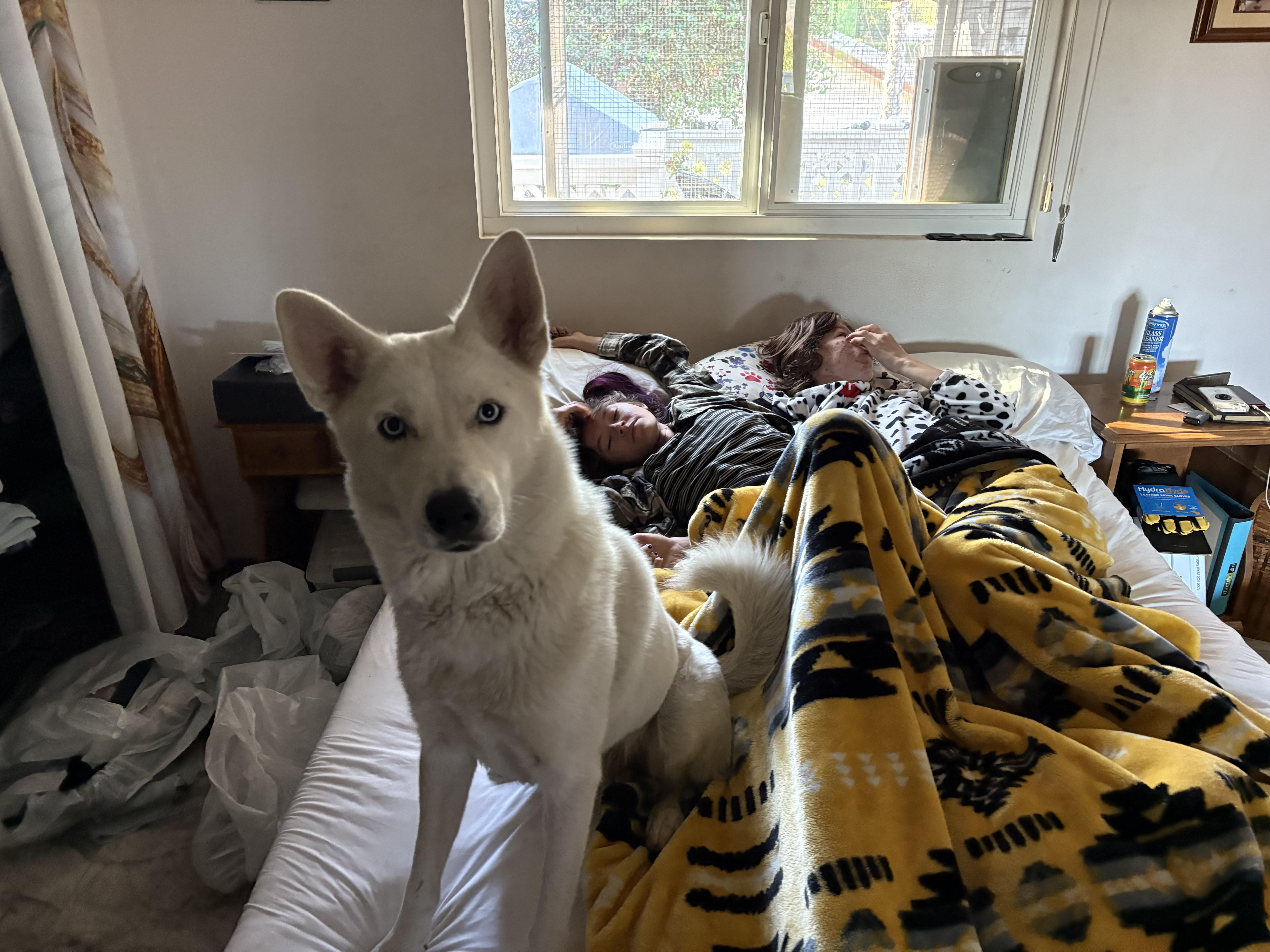 Ghost, a ADOPTABLE Siberian Husky in Menifee, CA image 6/7