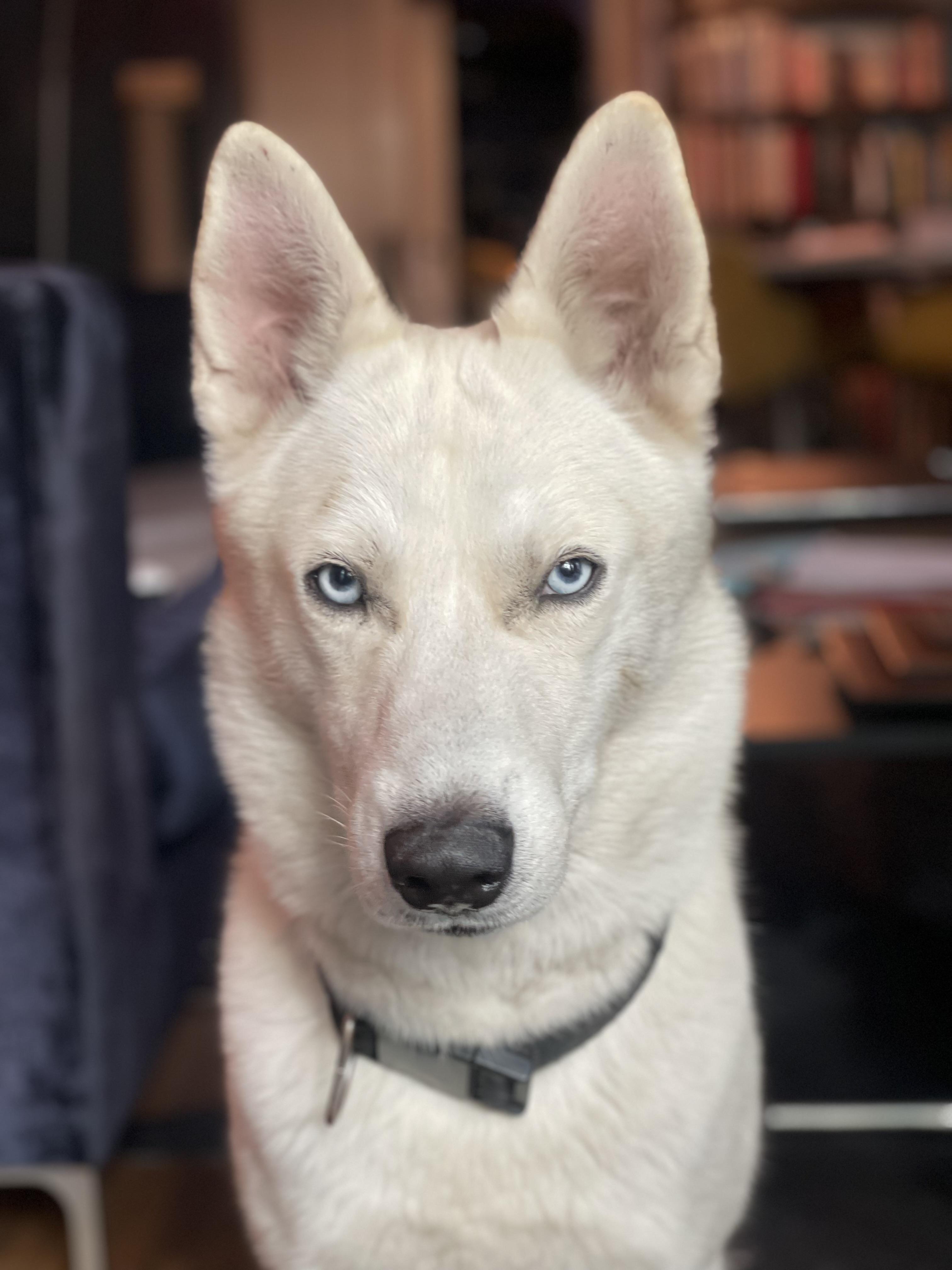 Ghost, a ADOPTABLE Siberian Husky in Menifee, CA image 1/7