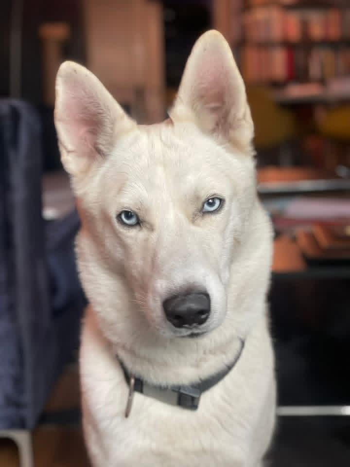 Enlarge Ghost, a ADOPTABLE Siberian Husky in Menifee, CA image 7/7