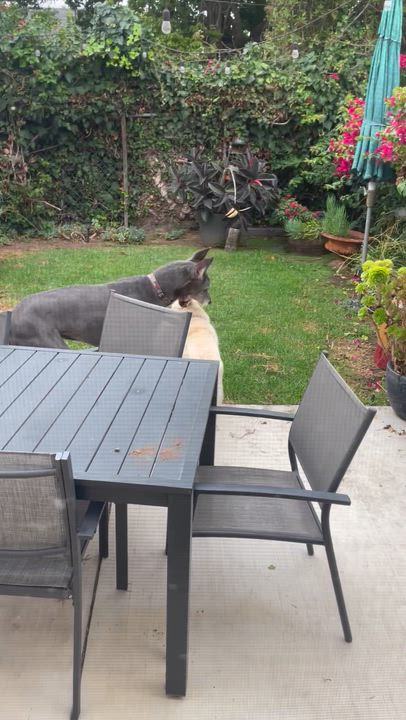 Enlarge Ghost, a ADOPTABLE Siberian Husky in Menifee, CA video 2/7