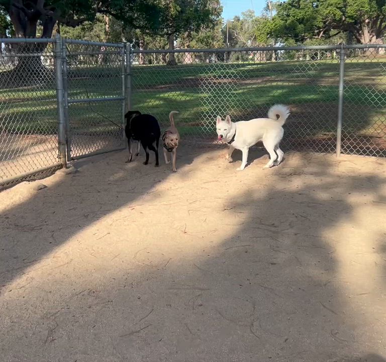 Enlarge Ghost, a ADOPTABLE Siberian Husky in Menifee, CA video 4/7