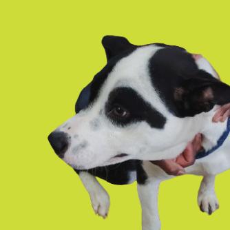 Enlarge Dylan, a Adoptable mixed breed in Tuscaloosa, AL image 1/6