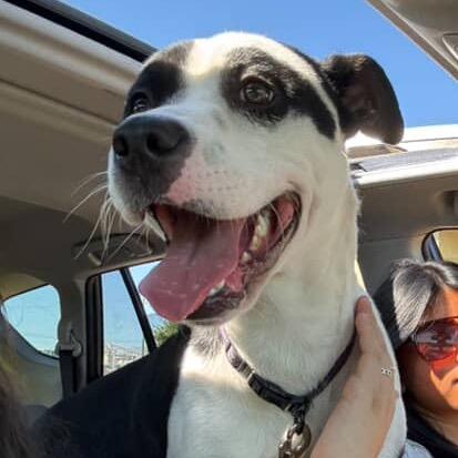 Enlarge Dylan, a Adoptable mixed breed in Tuscaloosa, AL image 2/6