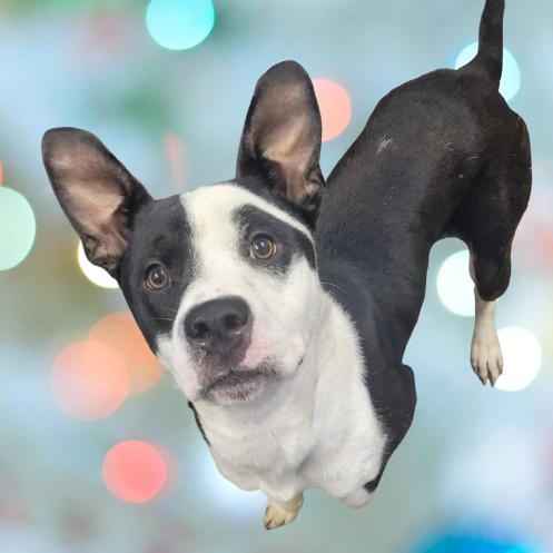 Enlarge Dylan, a Adoptable mixed breed in Tuscaloosa, AL image 3/6