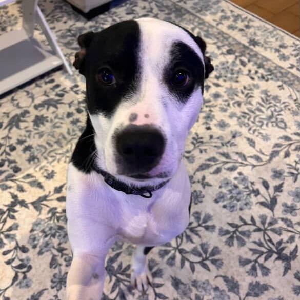 Enlarge Dylan, a Adoptable mixed breed in Tuscaloosa, AL image 4/6