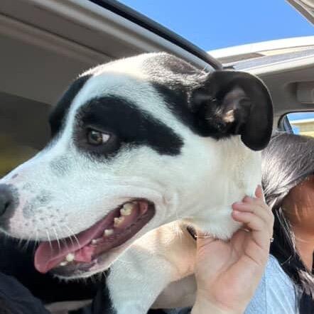 Enlarge Dylan, a Adoptable mixed breed in Tuscaloosa, AL image 5/6