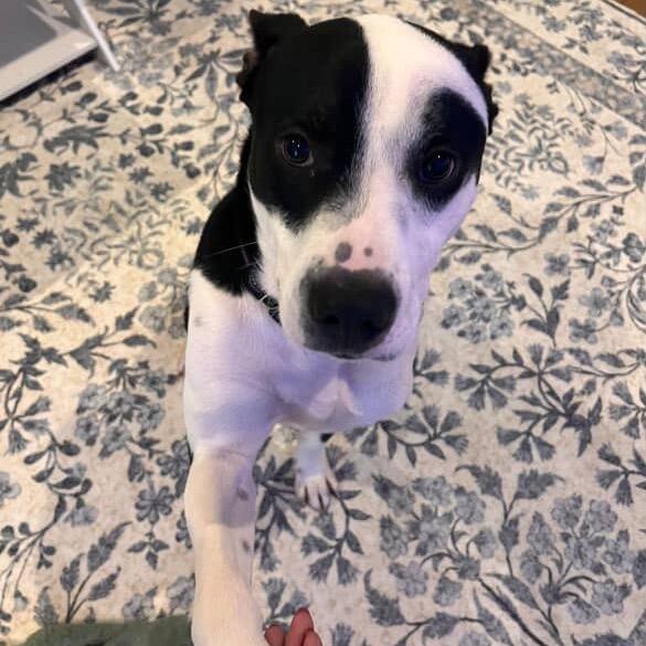 Enlarge Dylan, a Adoptable mixed breed in Tuscaloosa, AL image 6/6