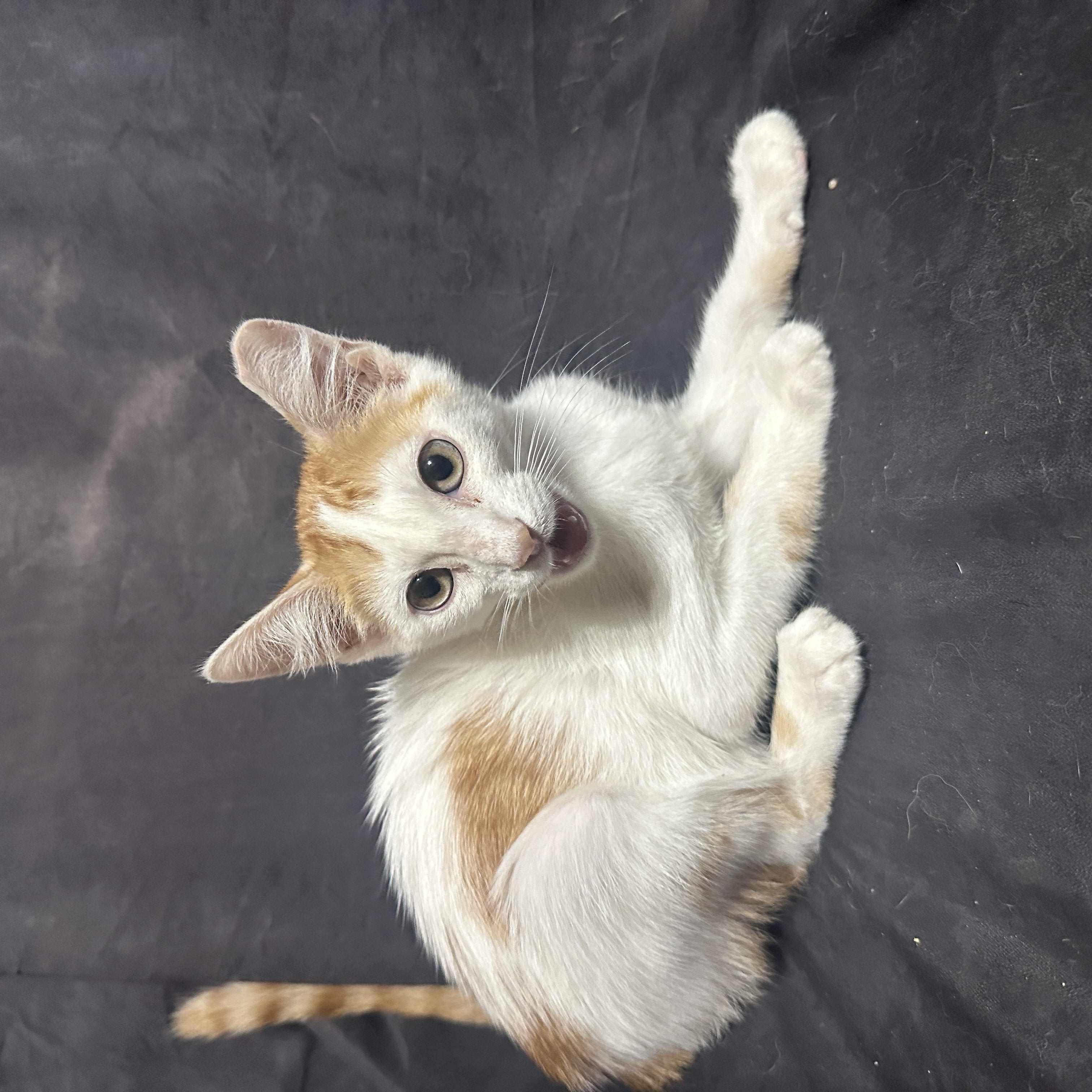 Tabasco, Adoptable, Young Male Domestic Short Hair.