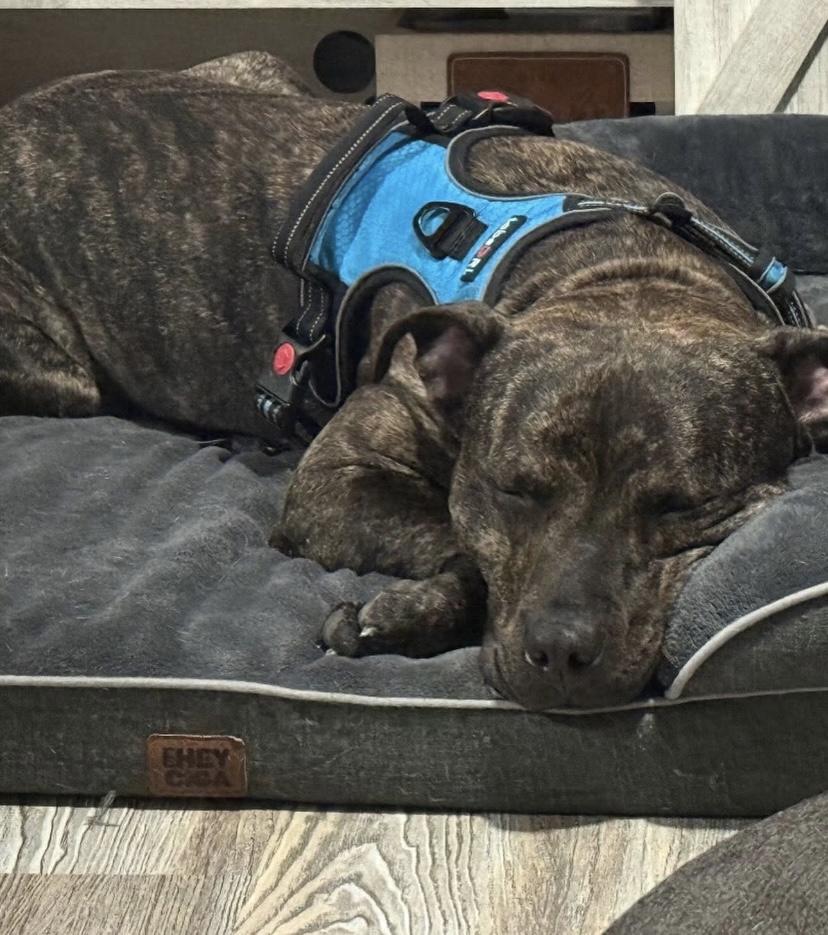 Enlarge Bobbi, an adoptable Pit Bull Terrier in Philadelphia, PA image 5/6