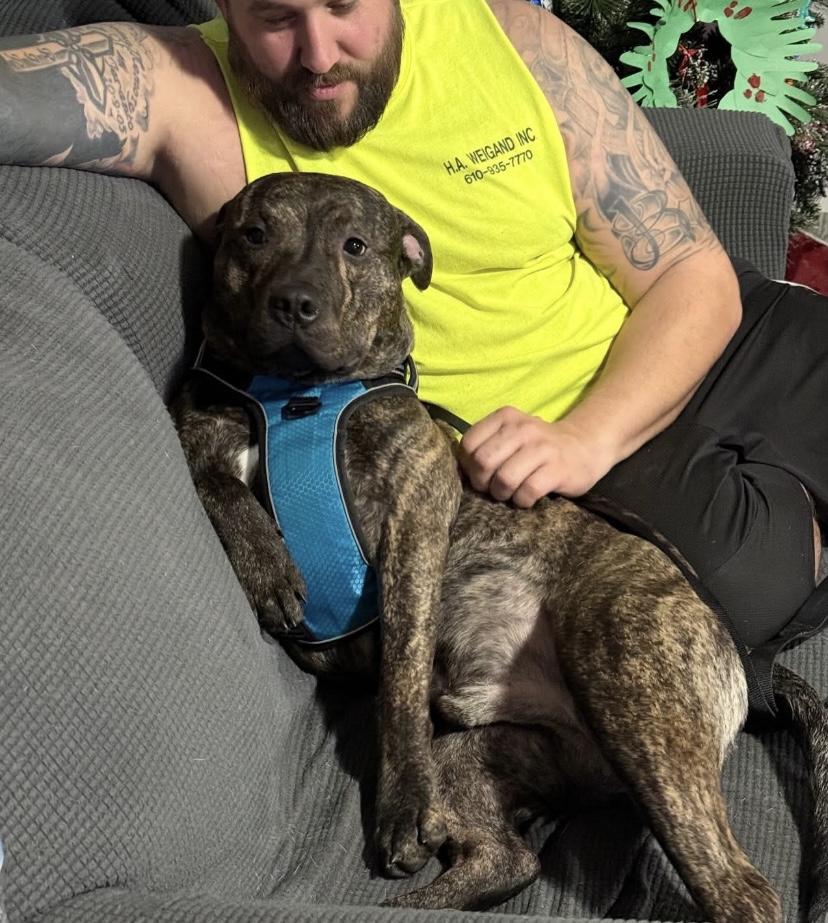 Enlarge Bobbi, an adoptable Pit Bull Terrier in Philadelphia, PA image 1/6