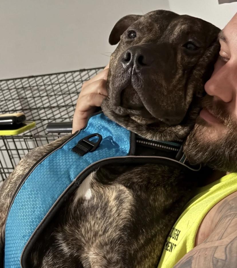 Enlarge Bobbi, an adoptable Pit Bull Terrier in Philadelphia, PA image 4/6