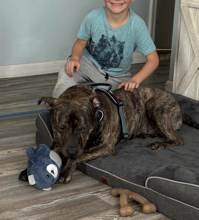 Enlarge Bobbi, an adoptable Pit Bull Terrier in Philadelphia, PA image 6/6