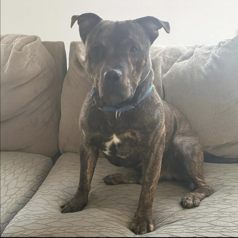 Enlarge Bobbi, an adoptable Pit Bull Terrier in Philadelphia, PA image 2/6