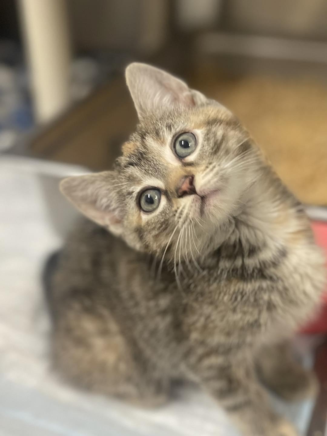Peaches, adopted, Young Female Domestic Short Hair.