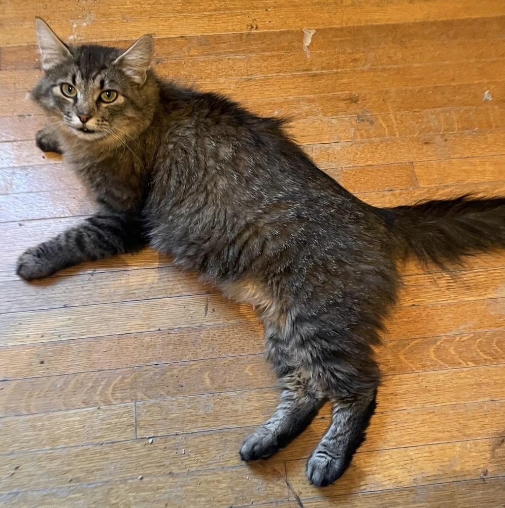Enlarge Muffin, a Adoptable mixed breed in Spokane , WA image 1/3