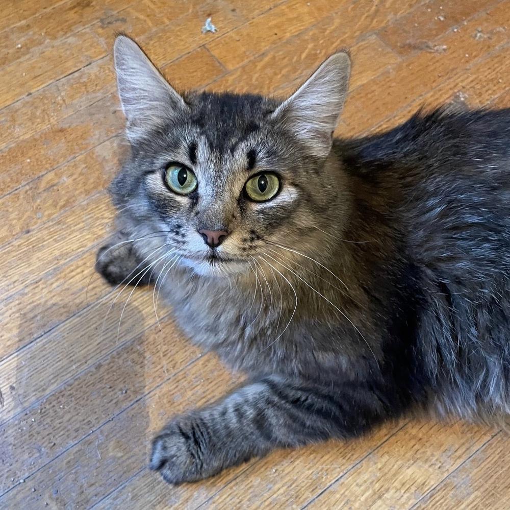 Enlarge Muffin, a Adoptable mixed breed in Spokane , WA image 2/3