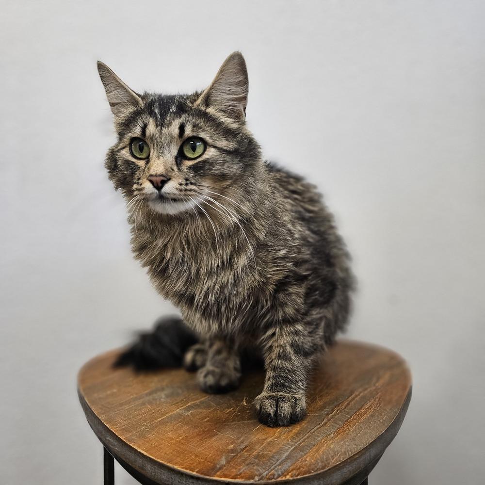 Muffin, Adoptable, Adult Female Domestic Long Hair.