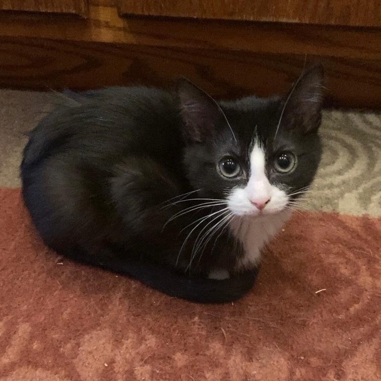 Enlarge Nyxlie, a Adoptable mixed breed in Grand Rapids, MN image 1/4