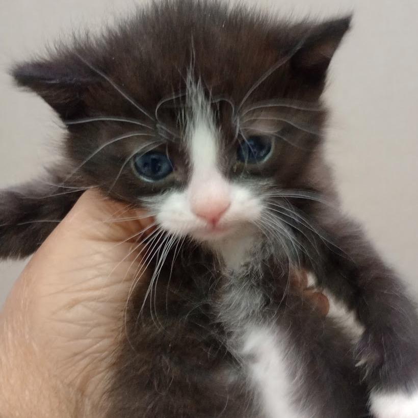 Enlarge Nyxlie, a Adoptable mixed breed in Grand Rapids, MN image 4/4