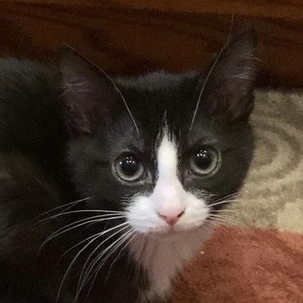 Nyxlie, a Adoptable mixed breed in Grand Rapids, MN image 1/3