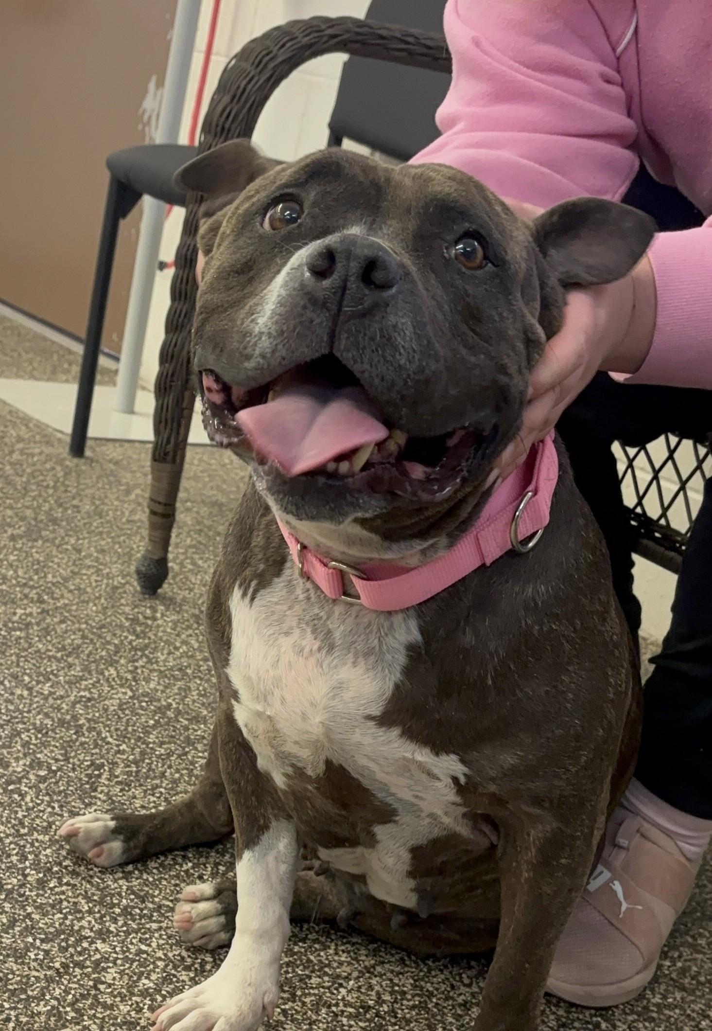 Mocha, ADOPTABLE, Adult Female Pit Bull Terrier.