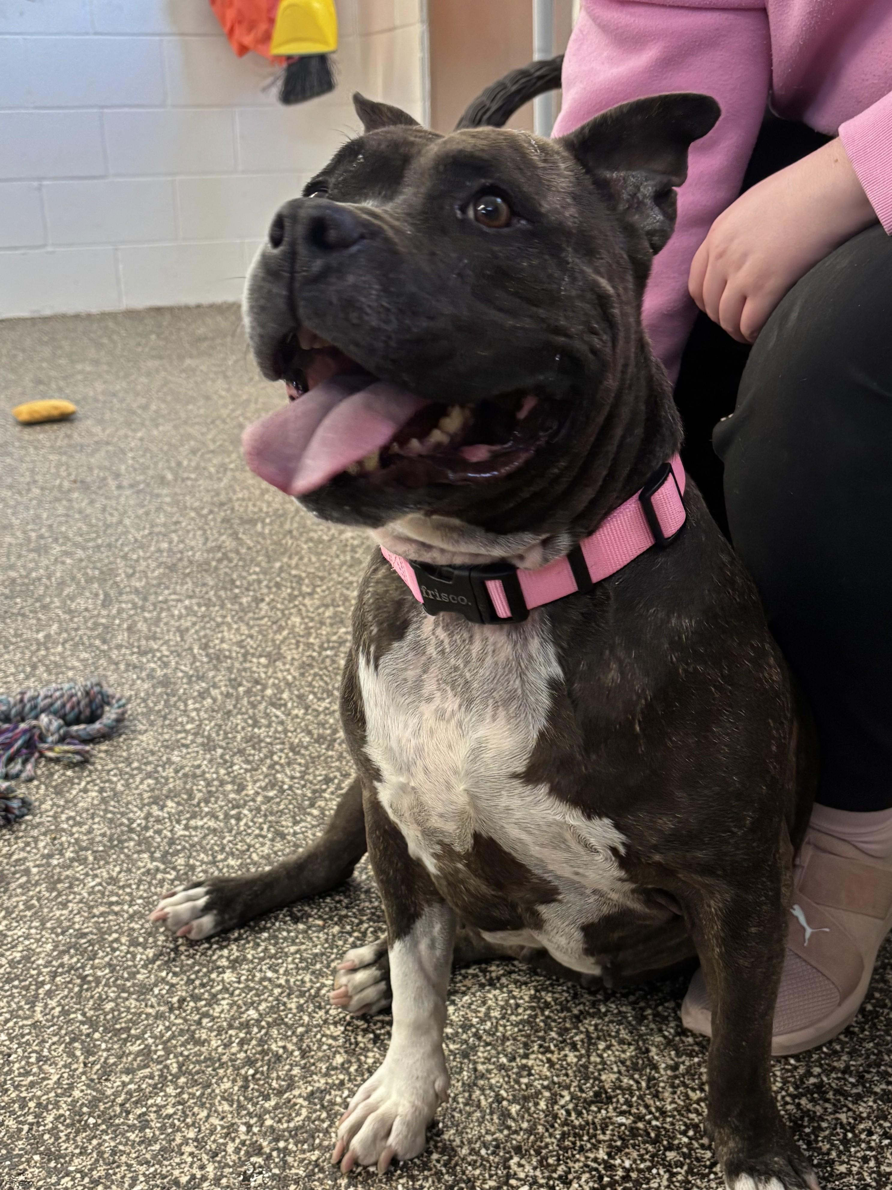 Enlarge Mocha, a ADOPTABLE mixed breed in Mesquite, NV image 2/2