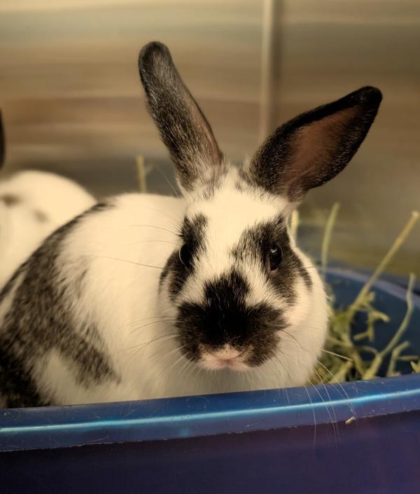 Enlarge Nebula, a Adoptable mixed breed in Oceanside, CA image 1/1