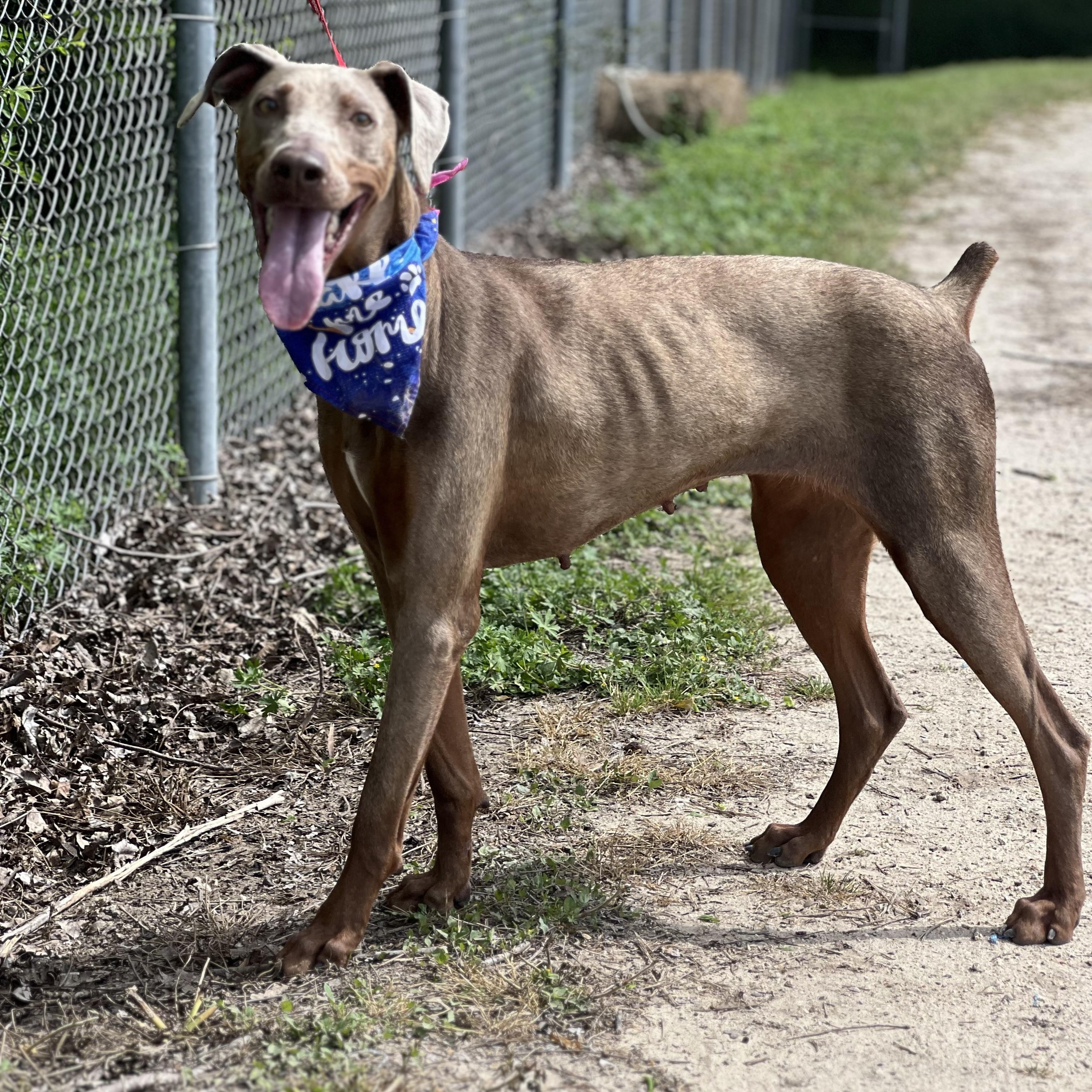 Enlarge Lizard, a ADOPTABLE Doberman Pinscher in Madisonville, TX image 4/5
