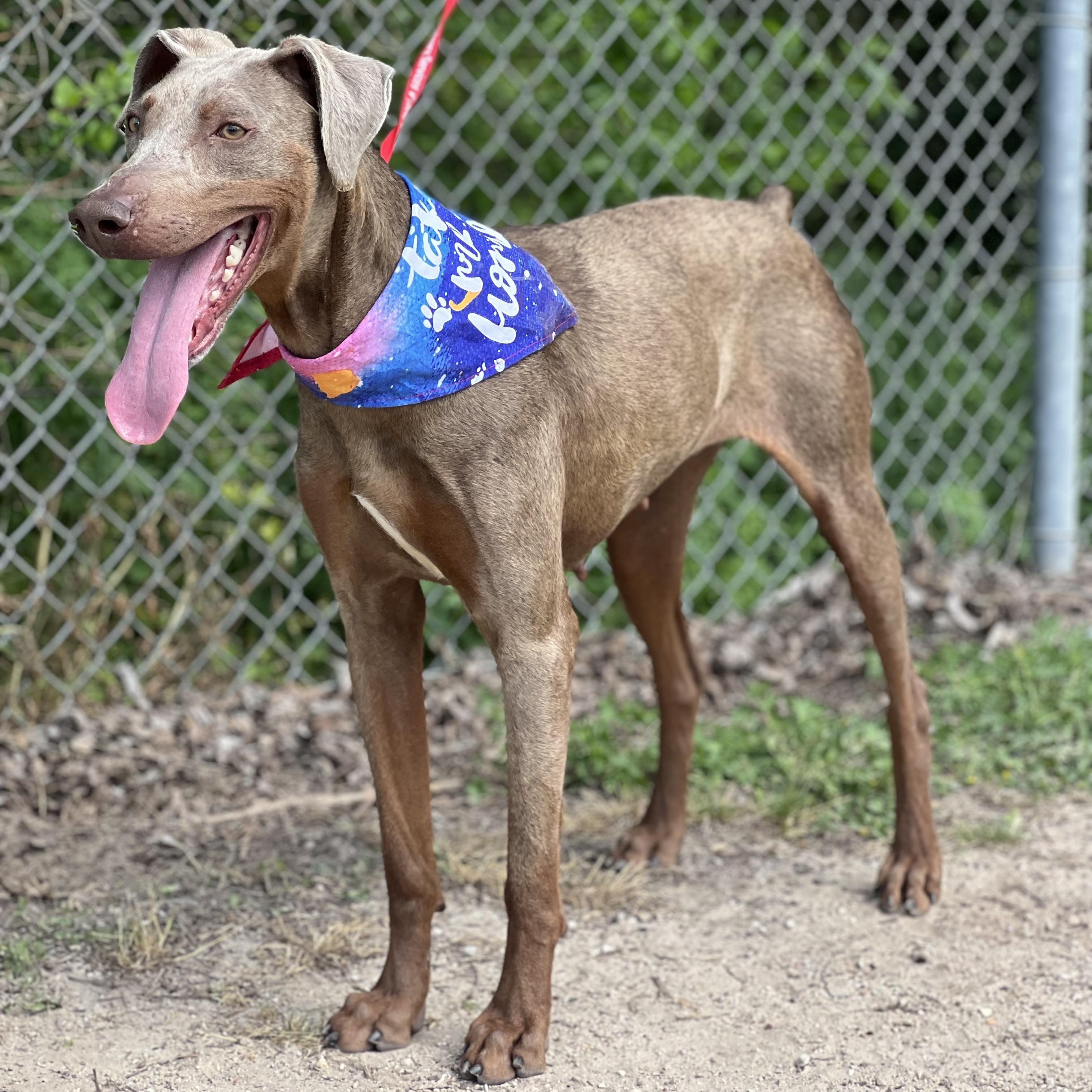 Enlarge Lizard, a ADOPTABLE Doberman Pinscher in Madisonville, TX image 3/5