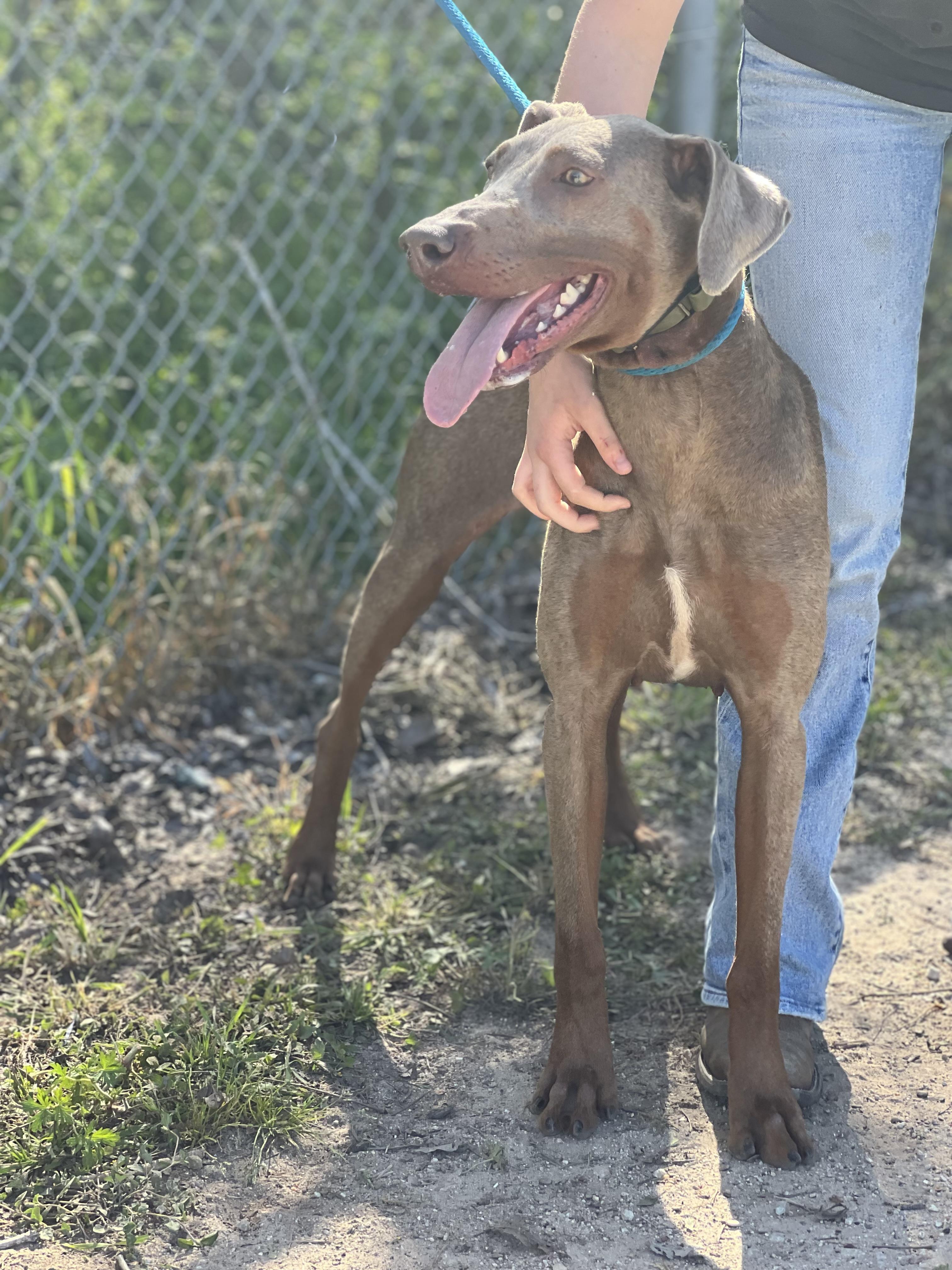 Enlarge Lizard, a ADOPTABLE Doberman Pinscher in Madisonville, TX image 5/5