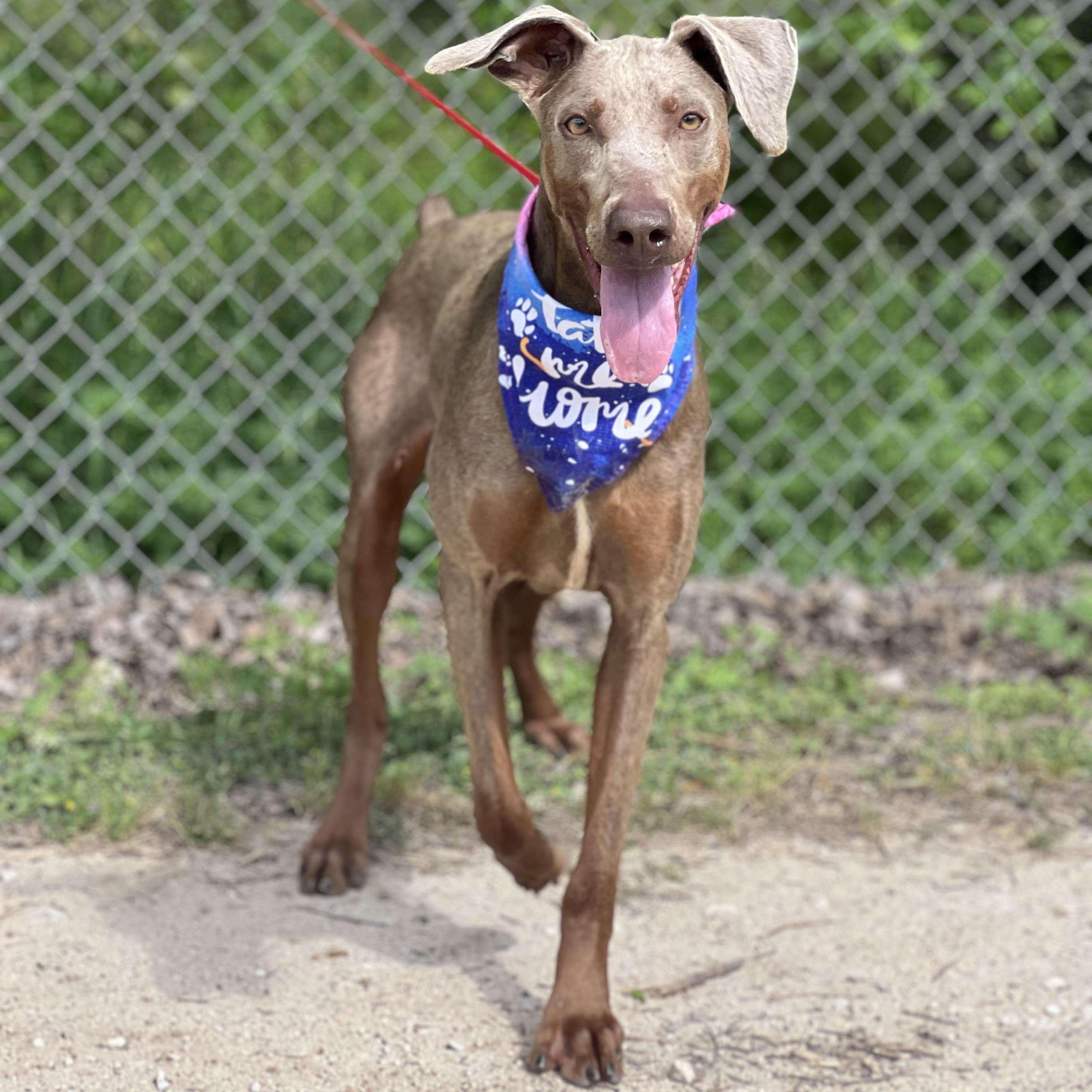 Enlarge Lizard, a ADOPTABLE Doberman Pinscher in Madisonville, TX image 2/5