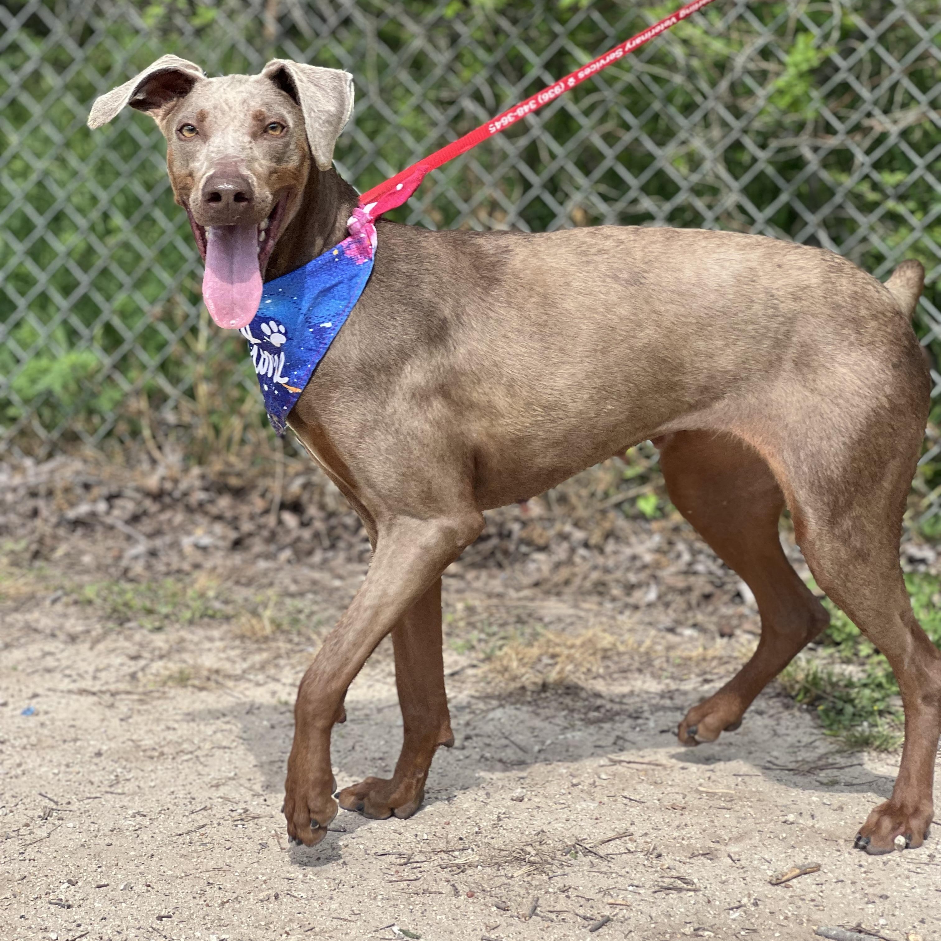 Lizard, ADOPTABLE, Adult Female Doberman Pinscher.