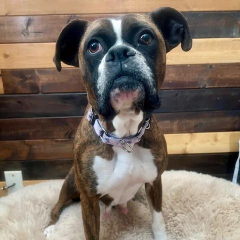 Claressa, a Adoptable Boxer in Cincinnati, OH image 1/3