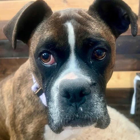 Claressa, a Adoptable Boxer in Cincinnati, OH image 2/3