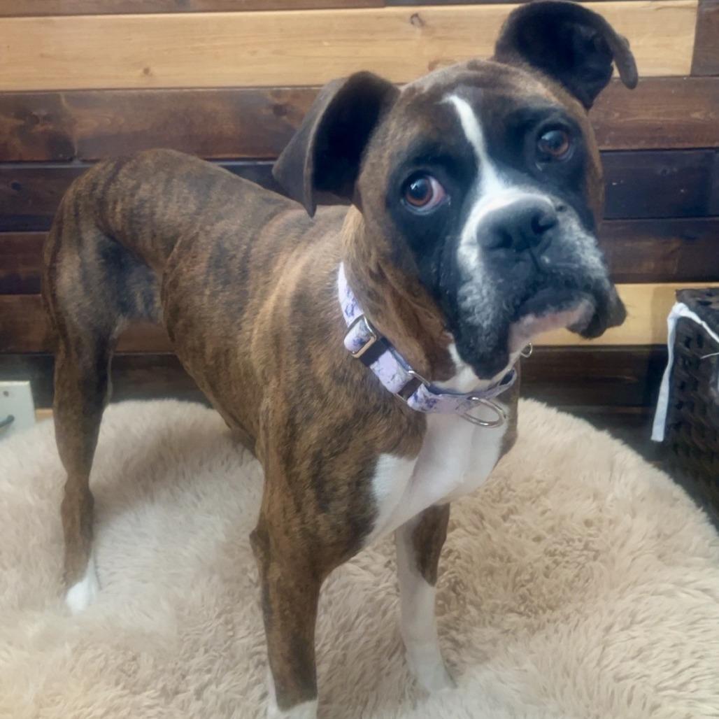 Claressa, a Adoptable Boxer in Cincinnati, OH image 3/3