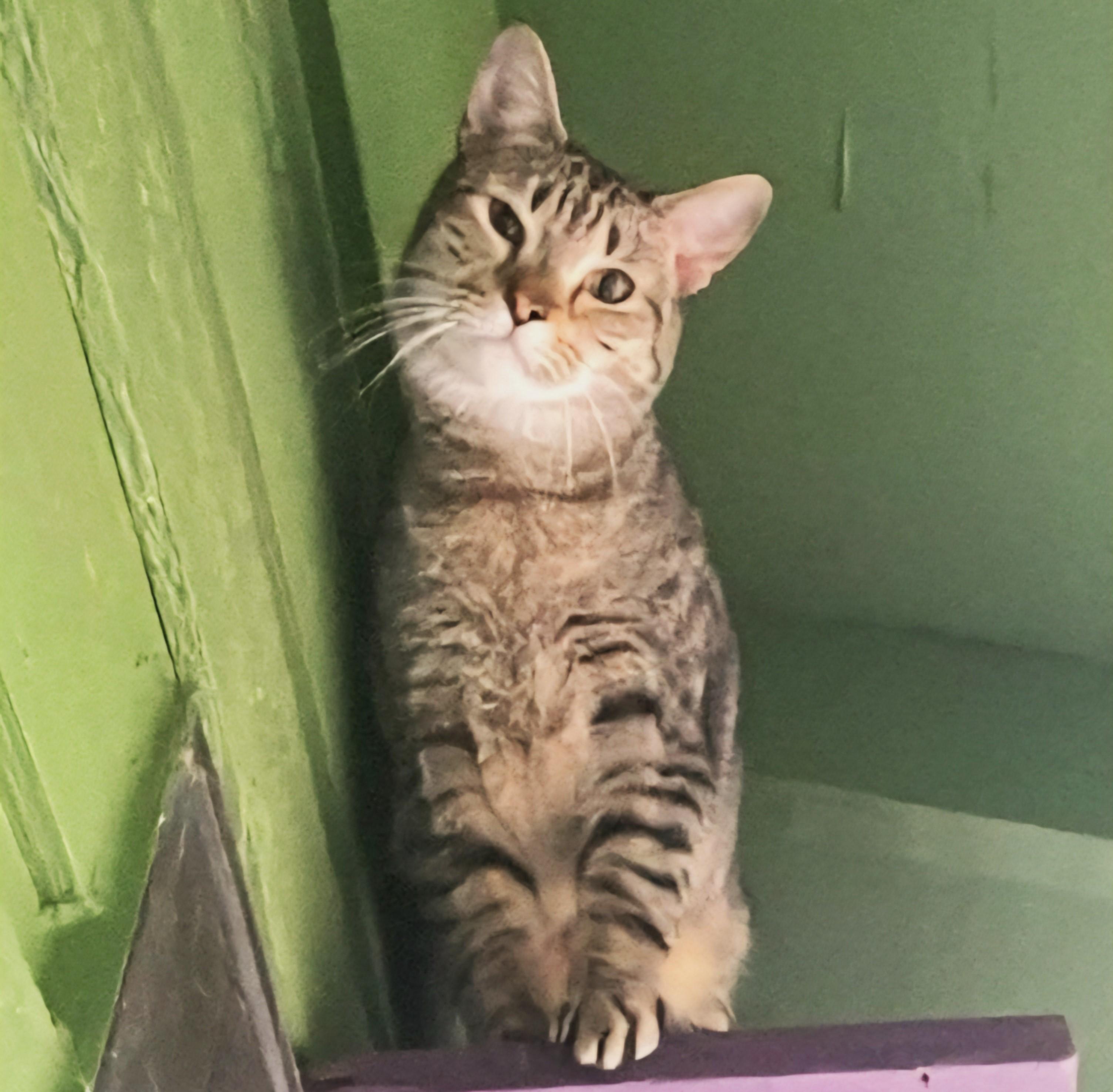 Sirius