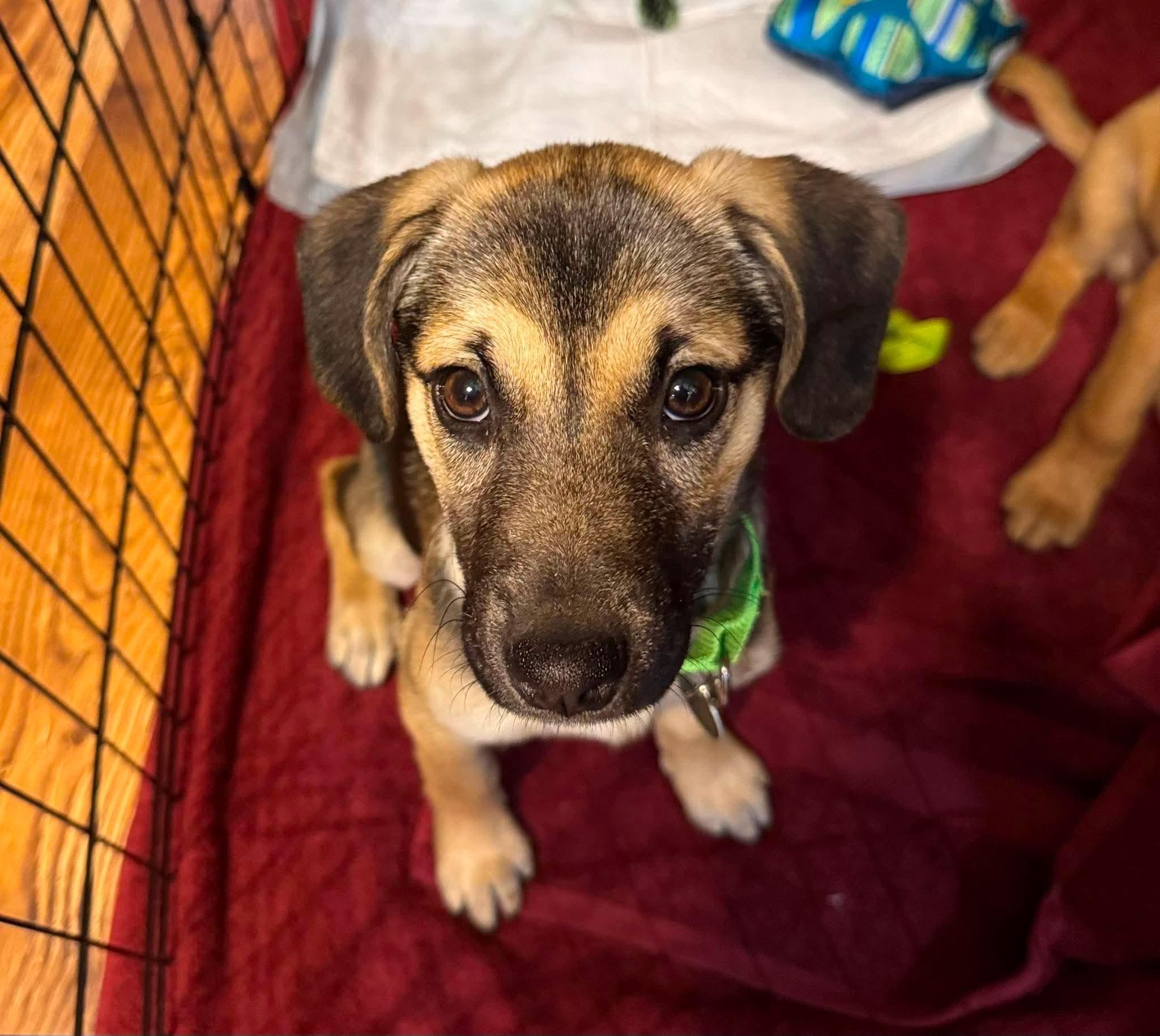 Enlarge Breezy , a ADOPTABLE mixed breed in Byron, IL image 3/4
