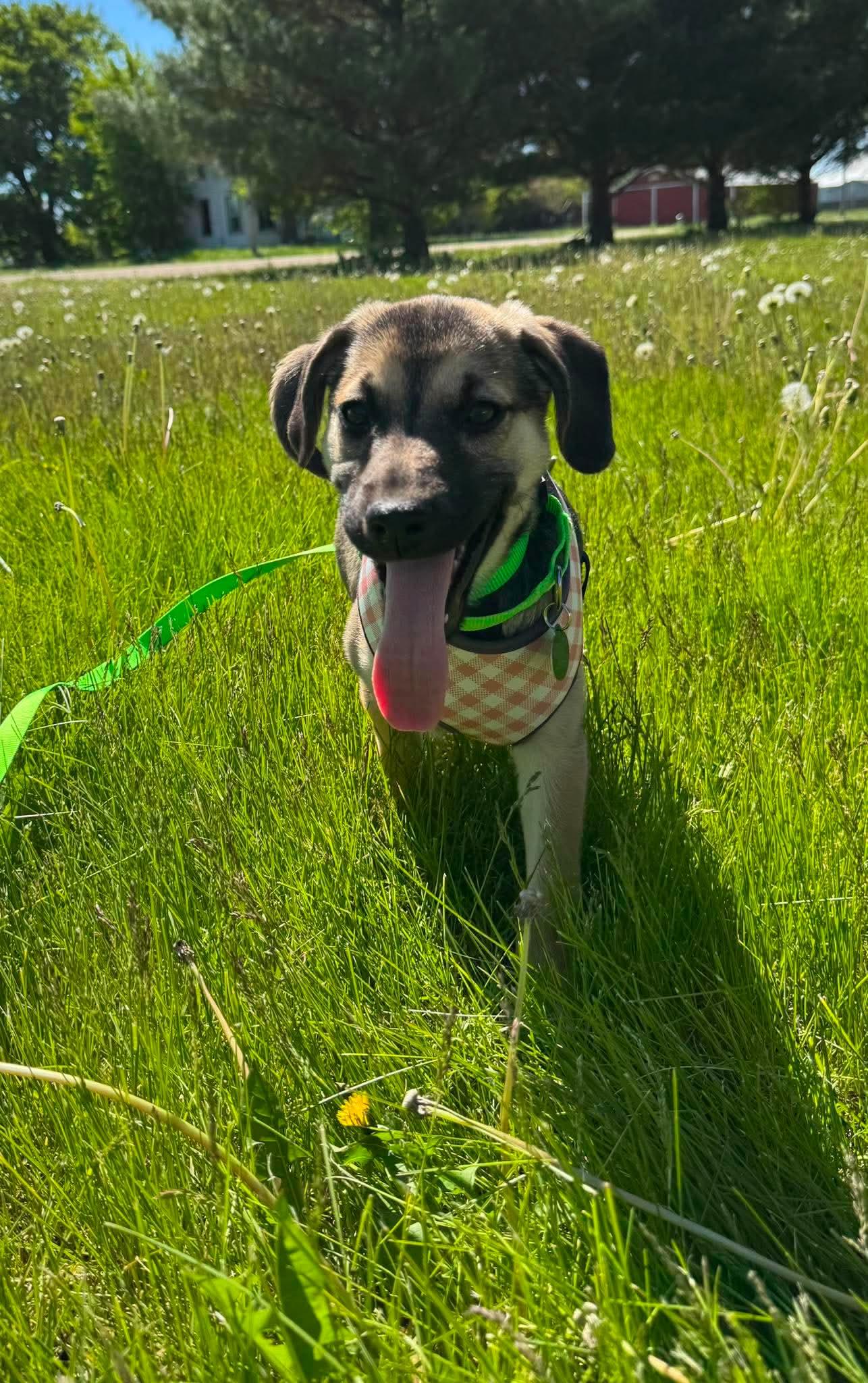 Enlarge Breezy , a ADOPTABLE mixed breed in Byron, IL image 4/4