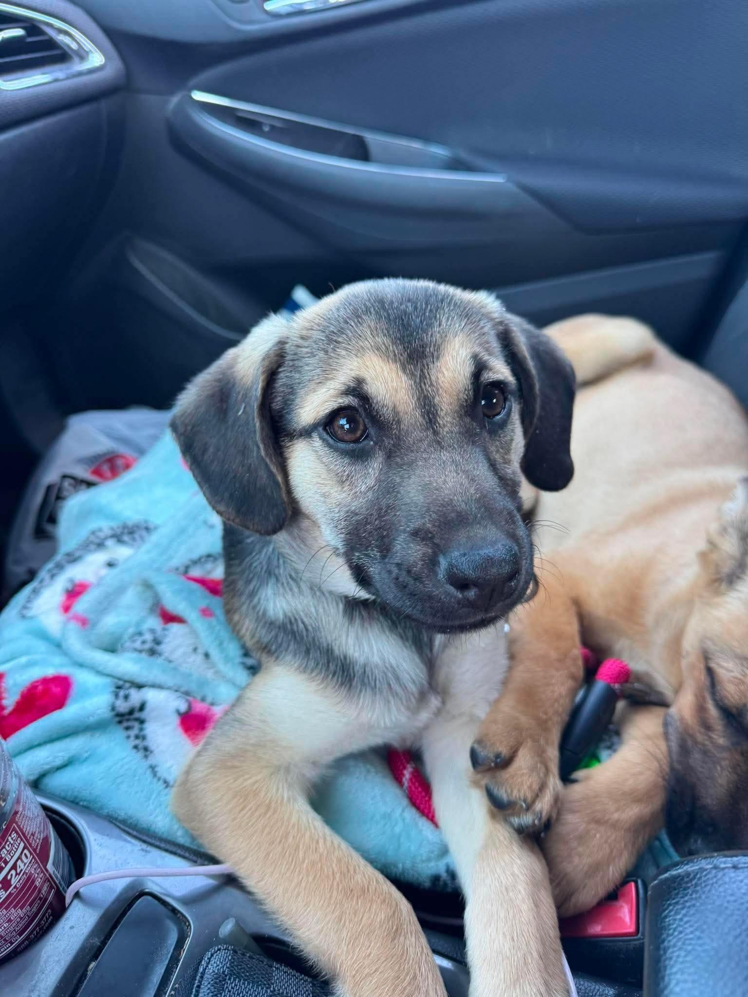 Breezy , ADOPTABLE, Puppy Female German Shepherd Dog.