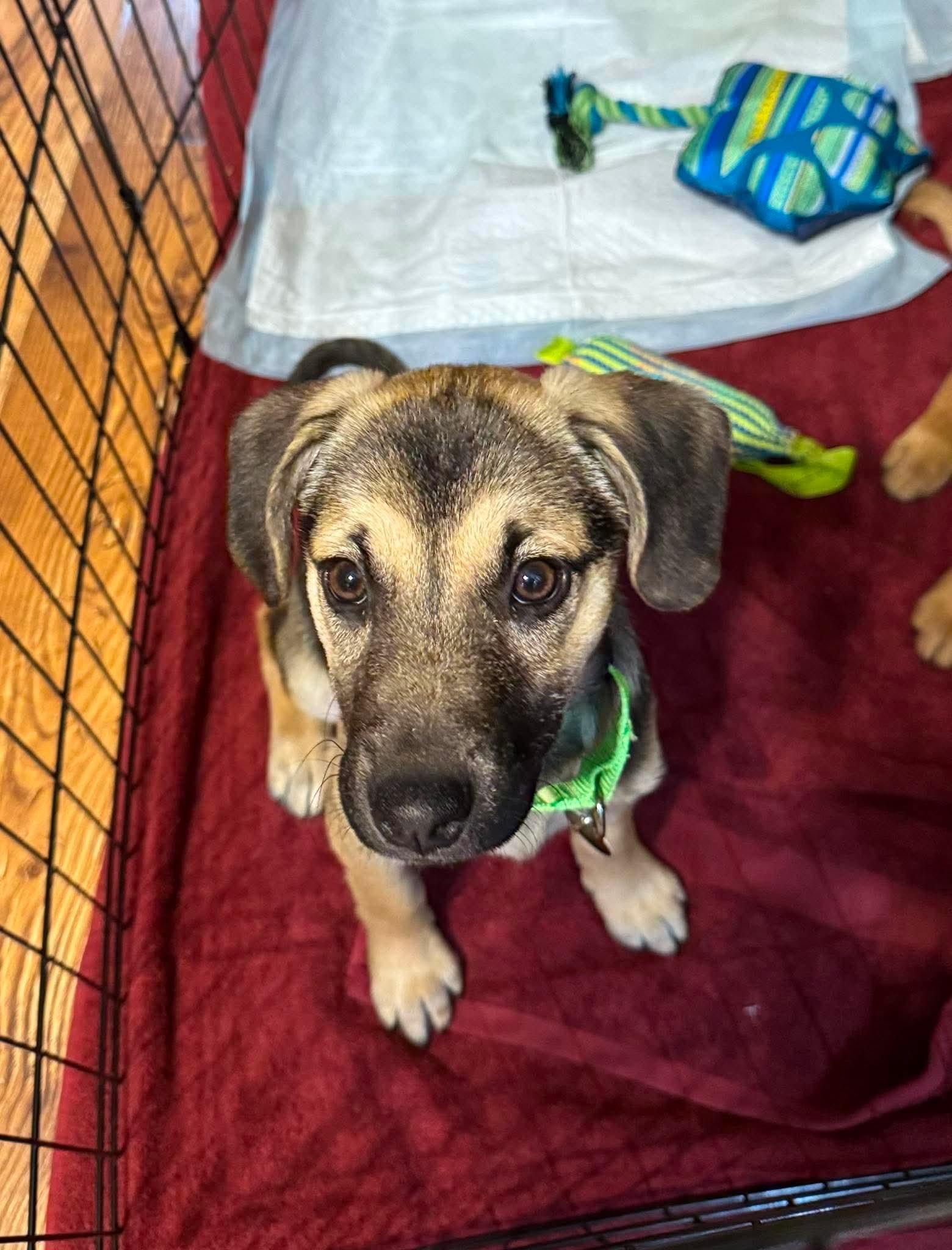 Enlarge Breezy , a ADOPTABLE mixed breed in Byron, IL image 2/4