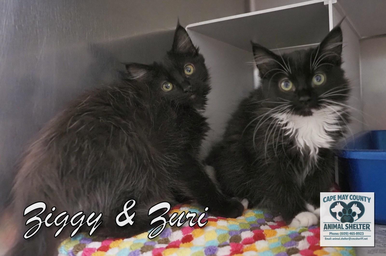 Enlarge The Three "Z's", a Adopted mixed breed in Cape May Court House, NJ image 3/6