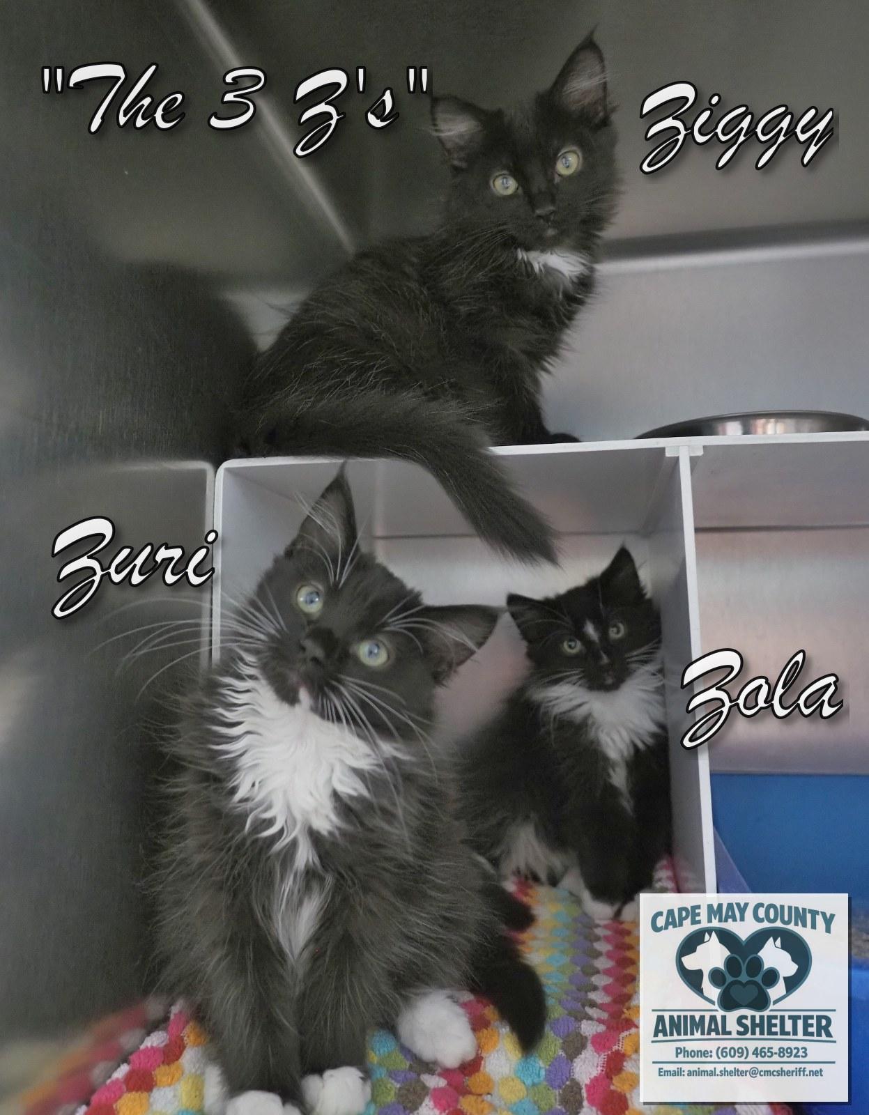 Enlarge The Three "Z's", a Adopted mixed breed in Cape May Court House, NJ image 1/6