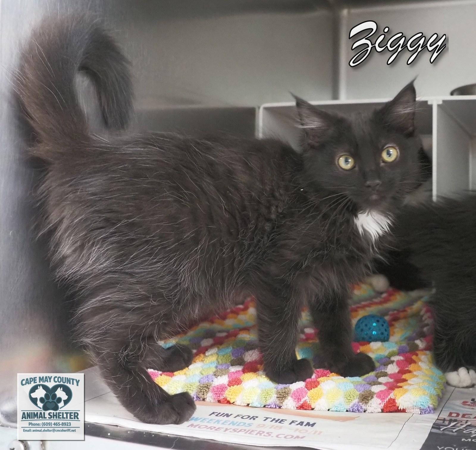 Enlarge The Three "Z's", a Adopted mixed breed in Cape May Court House, NJ image 4/6